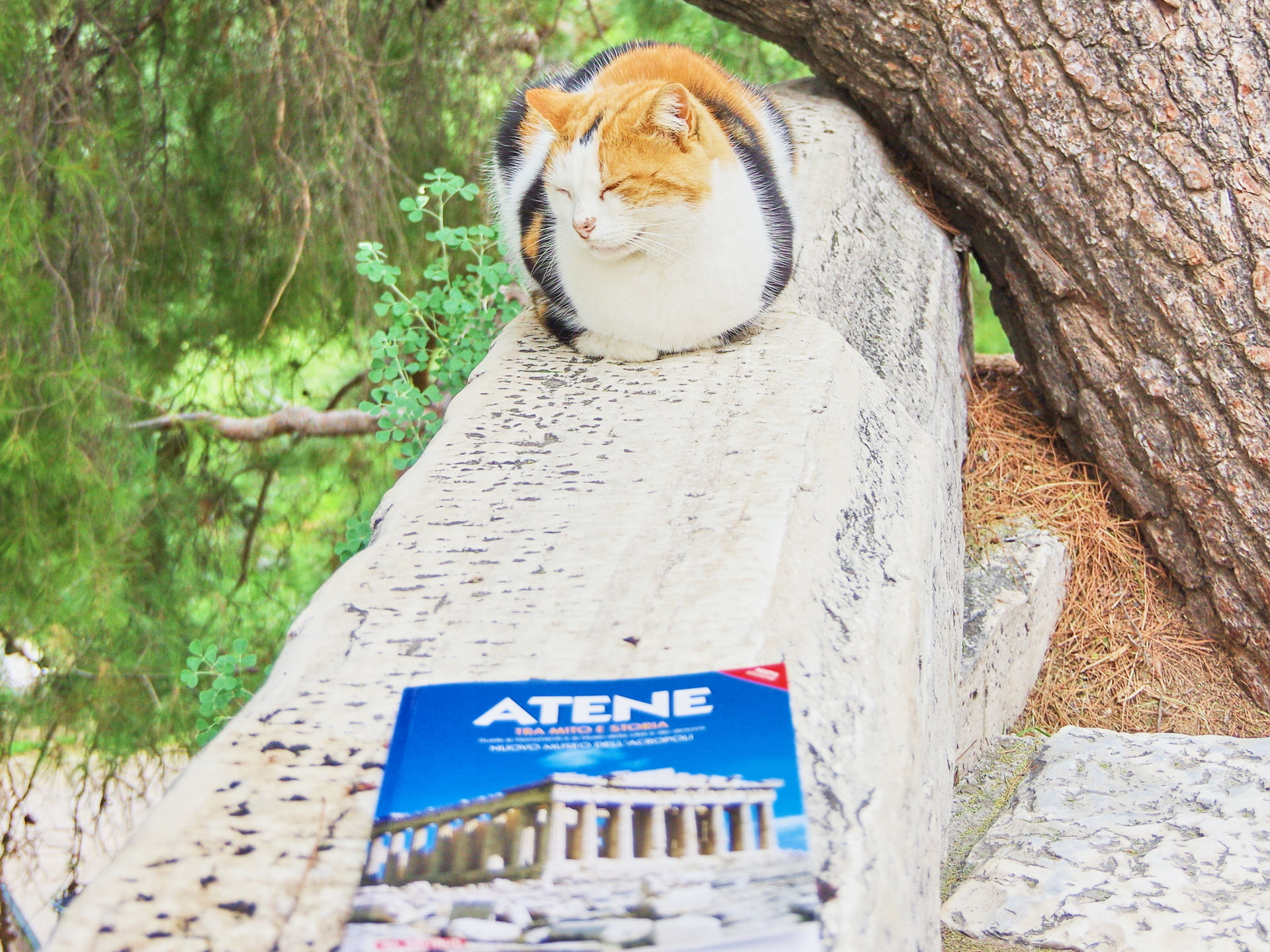 アテネの猫とガイドブック