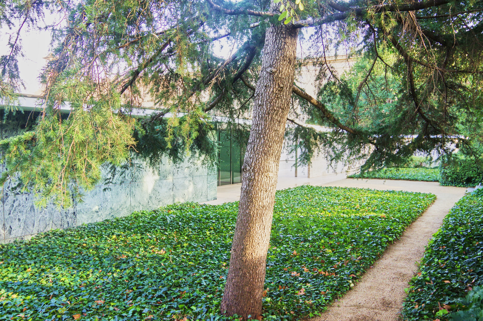 バルセロナ・パビリオンの庭の木
